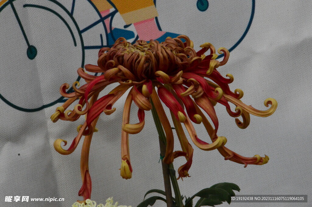菊花