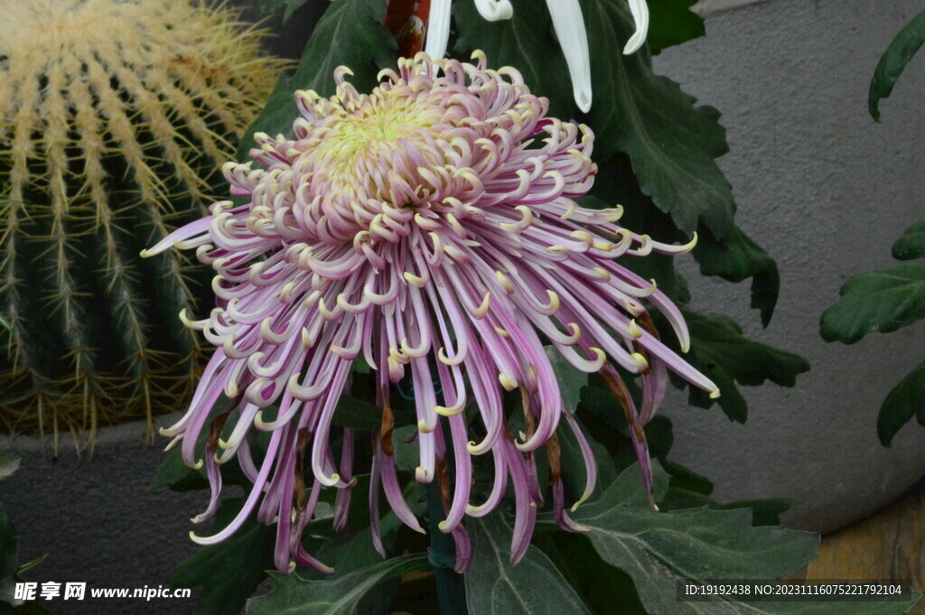 菊花 