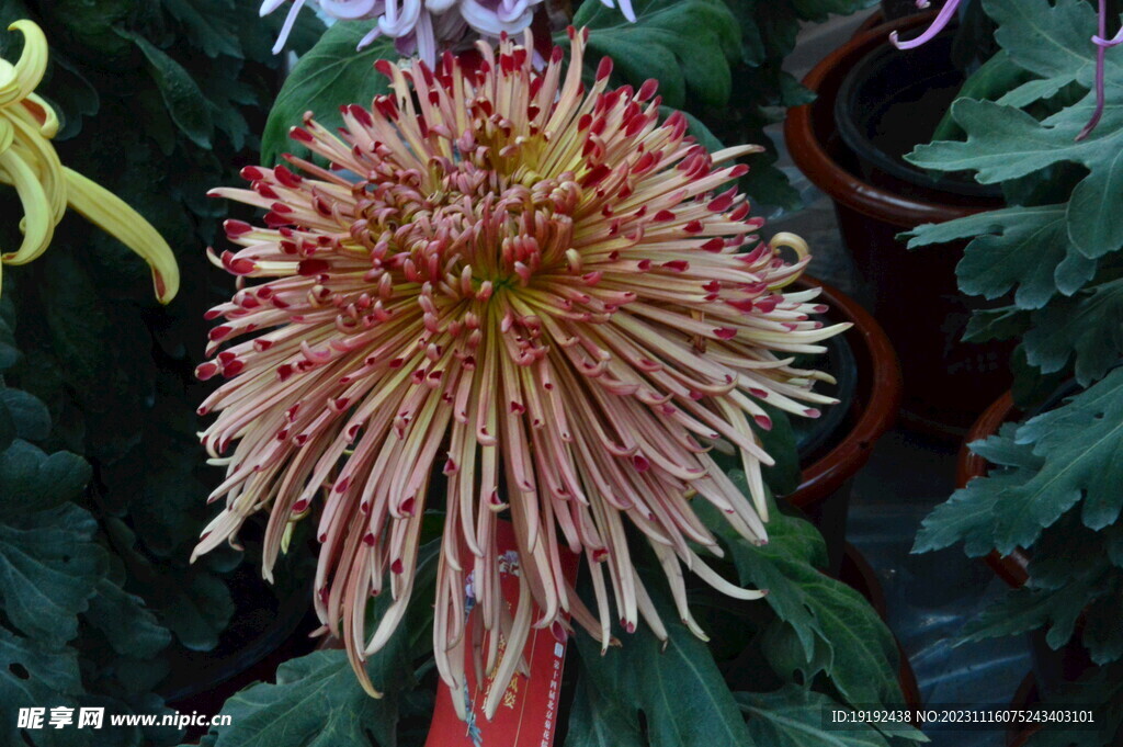 菊花