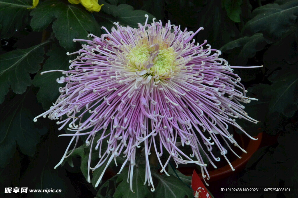 菊花 