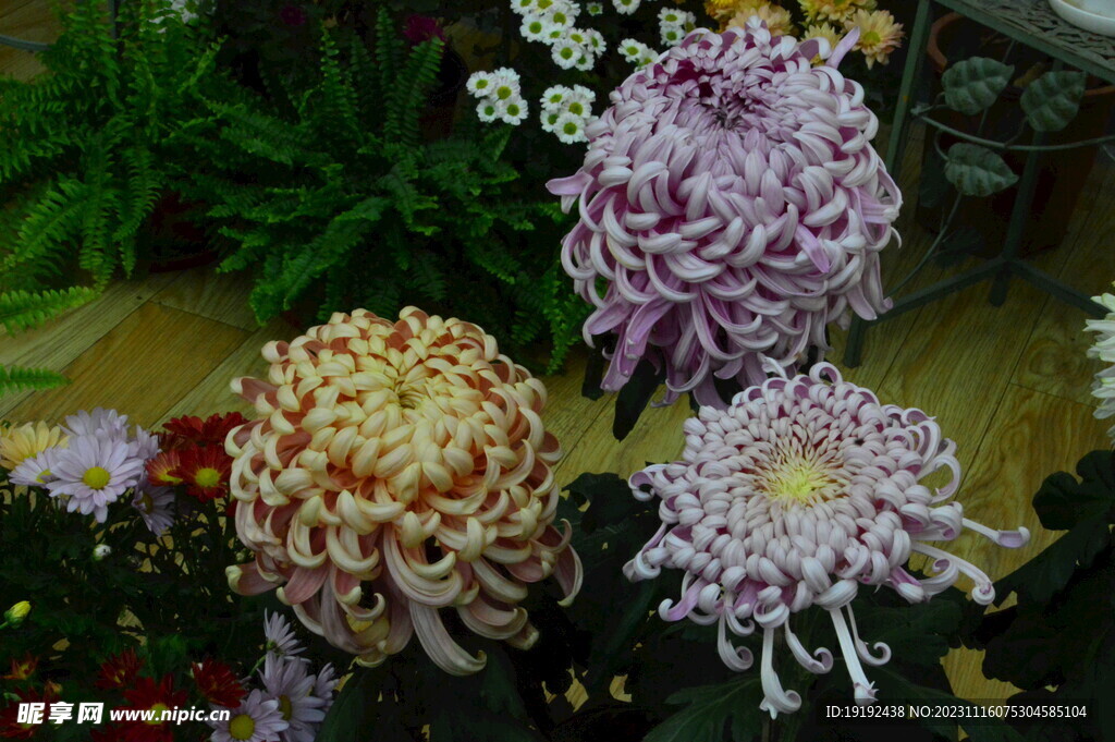 菊花