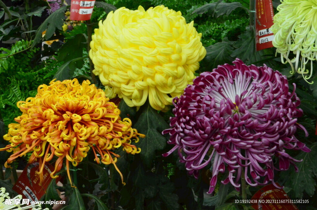 菊花