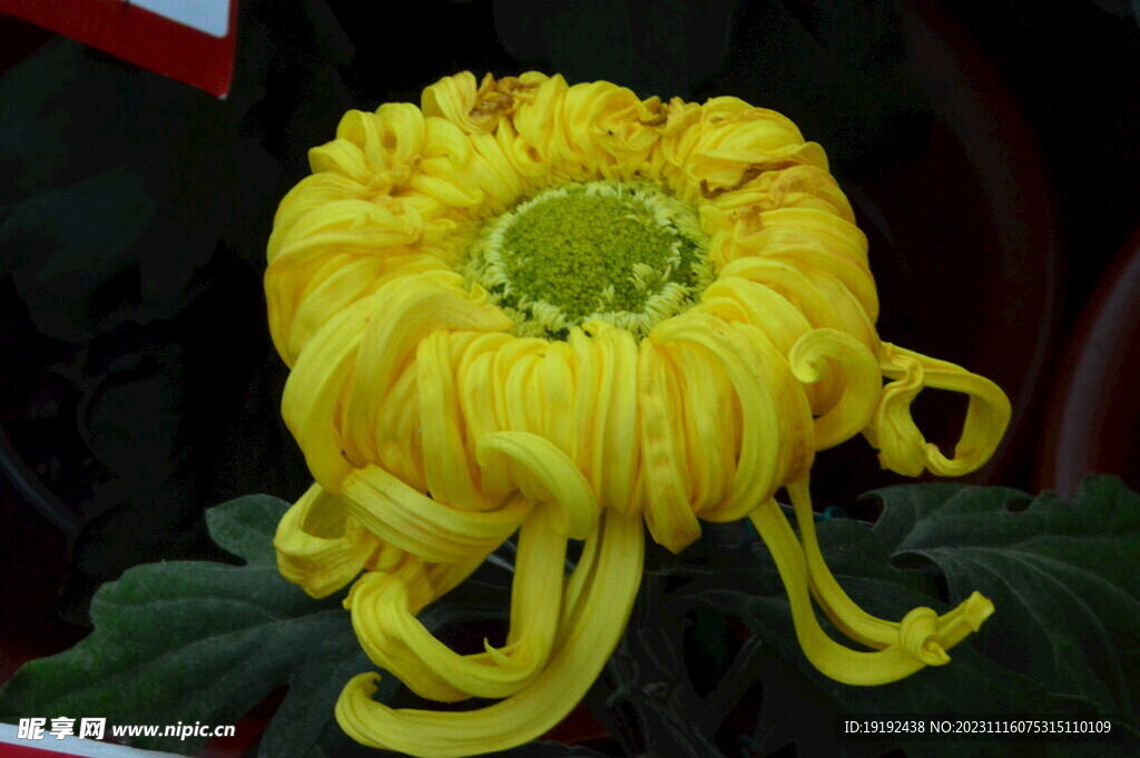 菊花