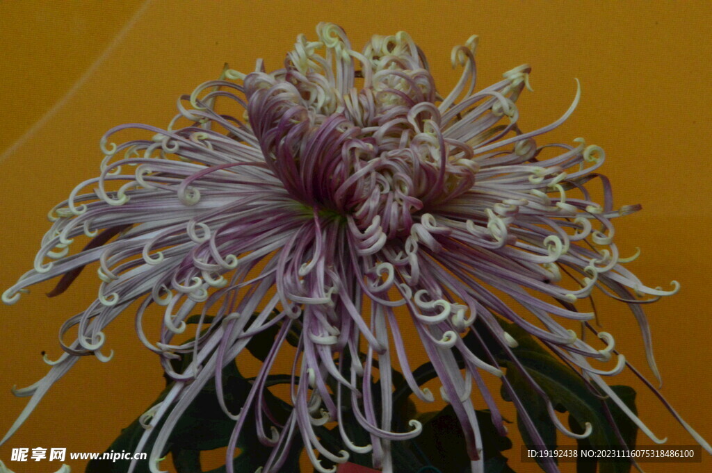菊花 