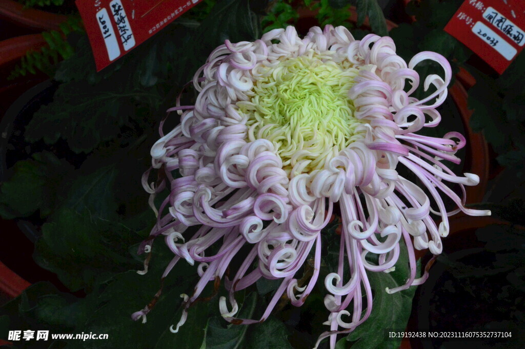 菊花 