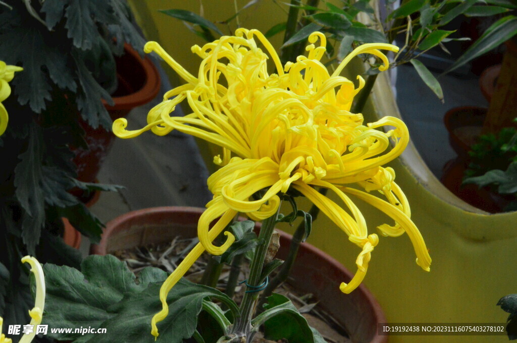 菊花 