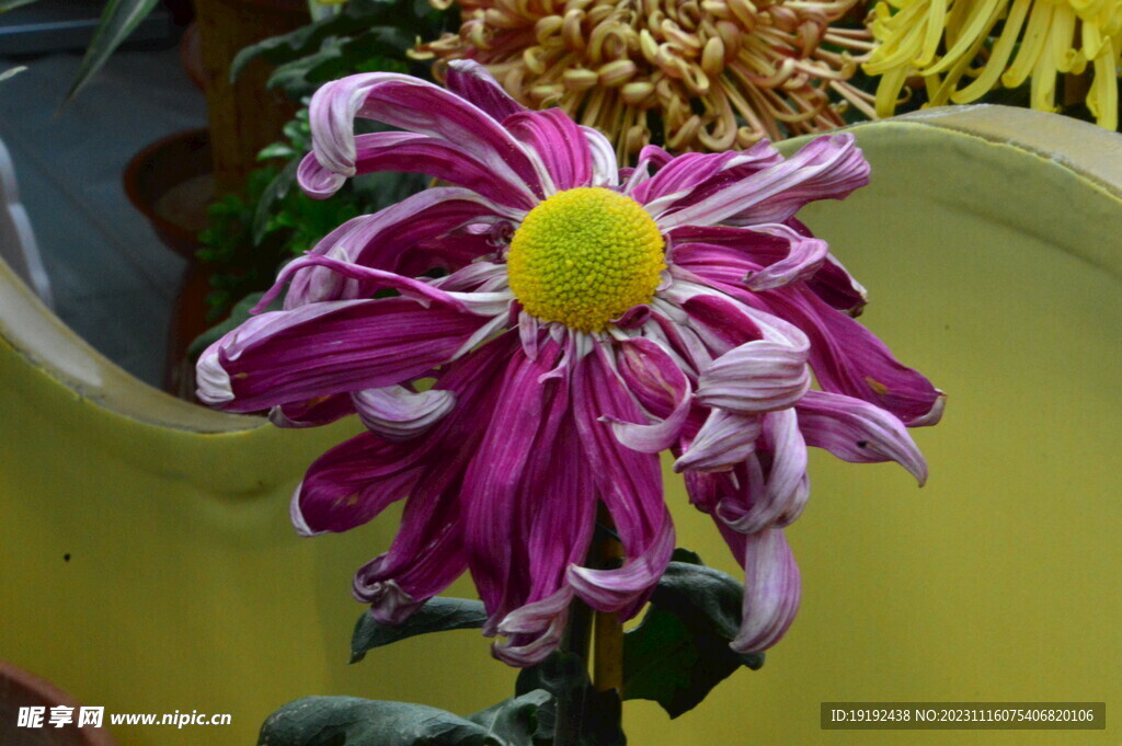 菊花 