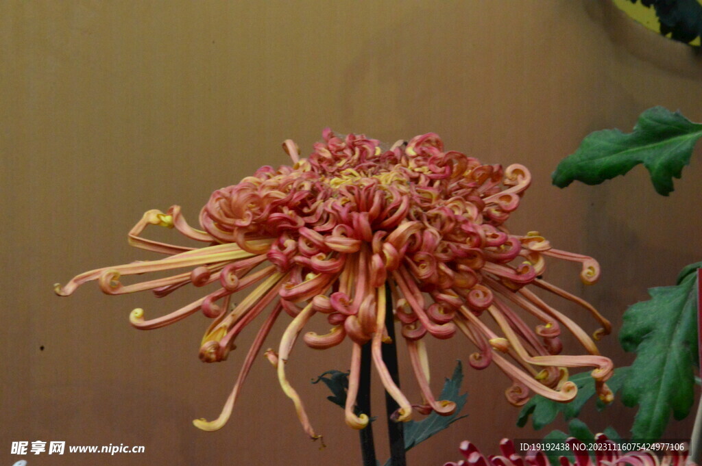菊花 