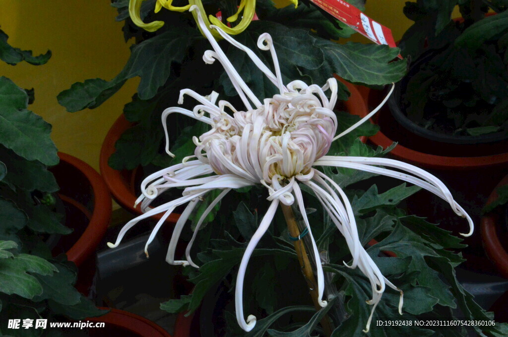 菊花