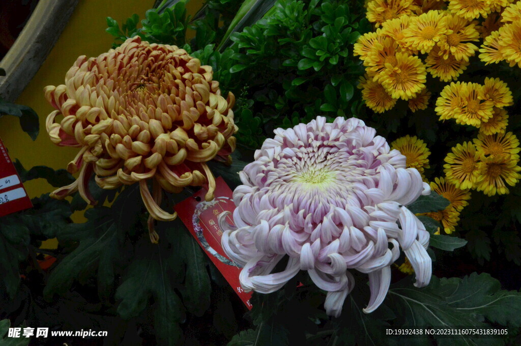 菊花