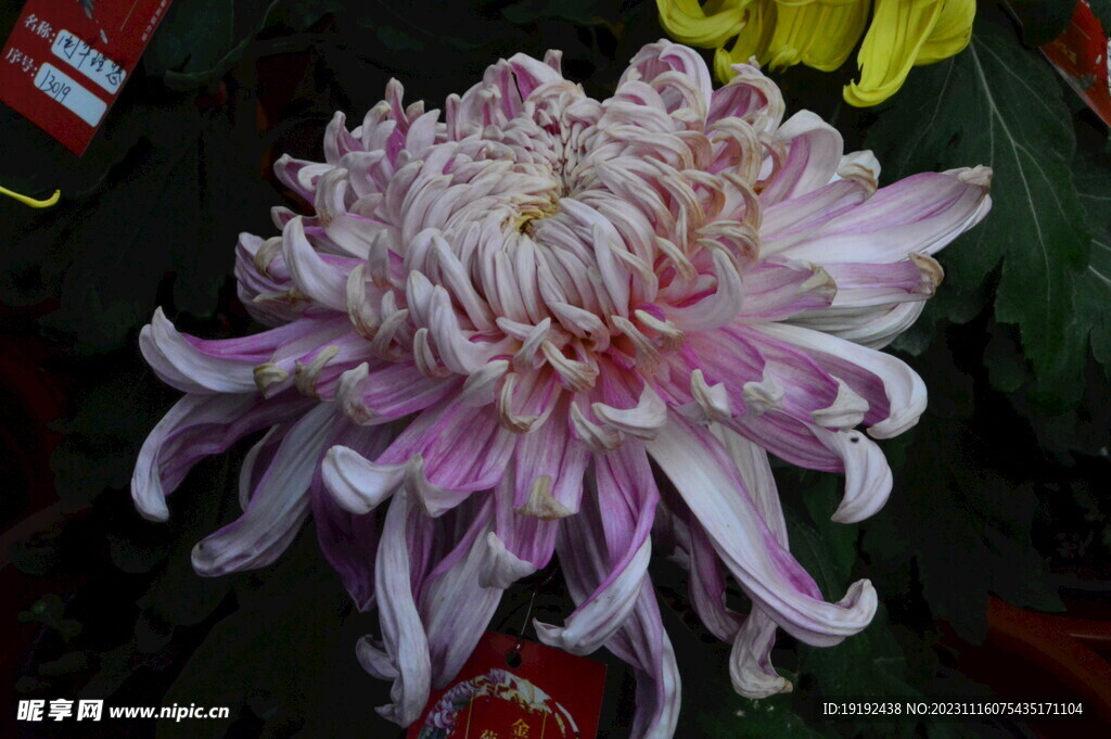 菊花 