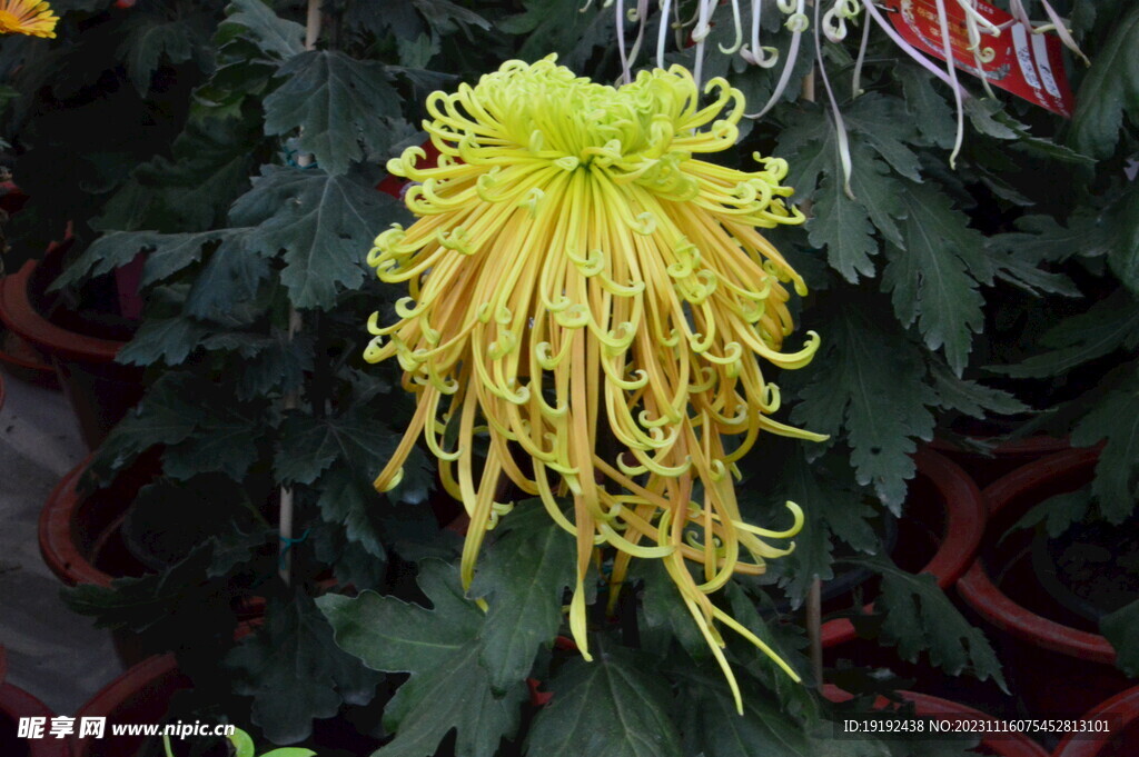 菊花