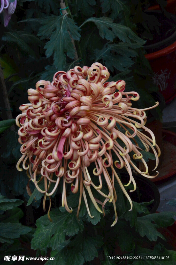 菊花
