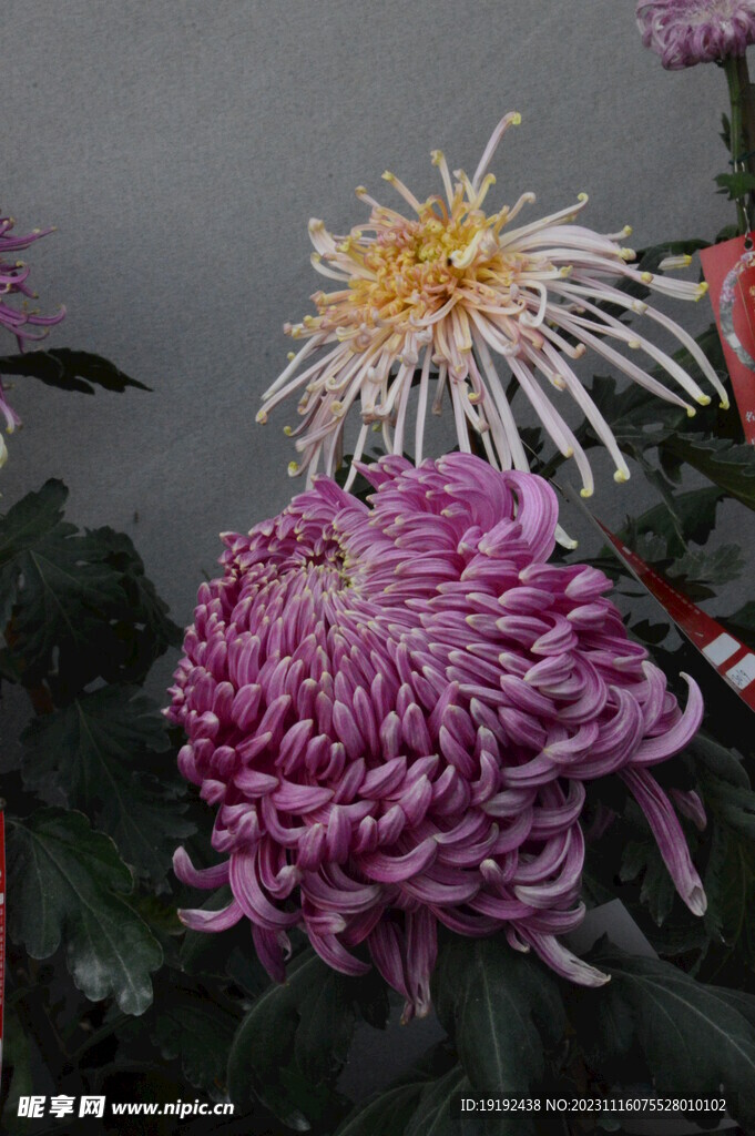 菊花