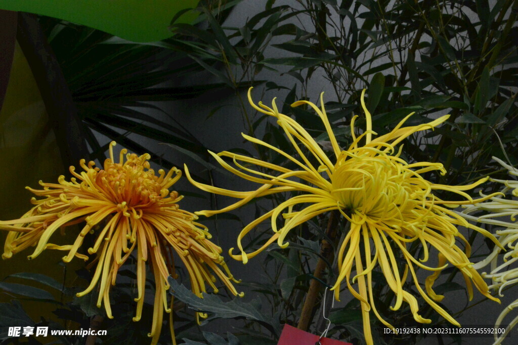 菊花 