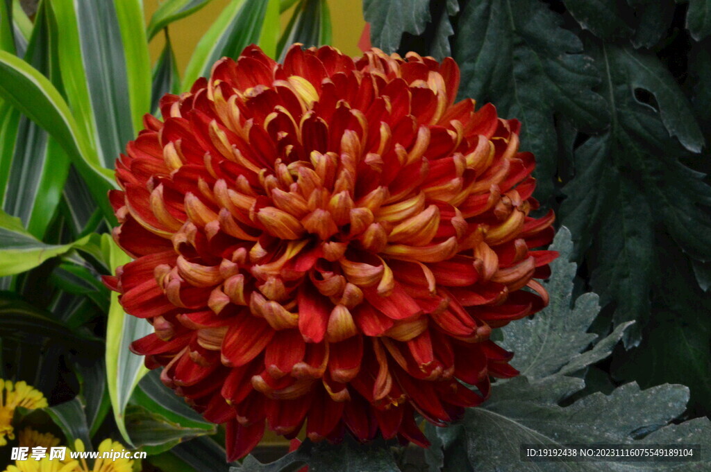 菊花 