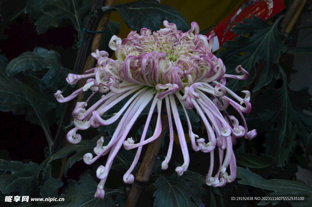 菊花 