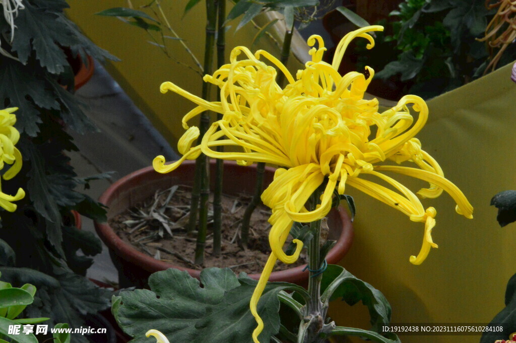 菊花 