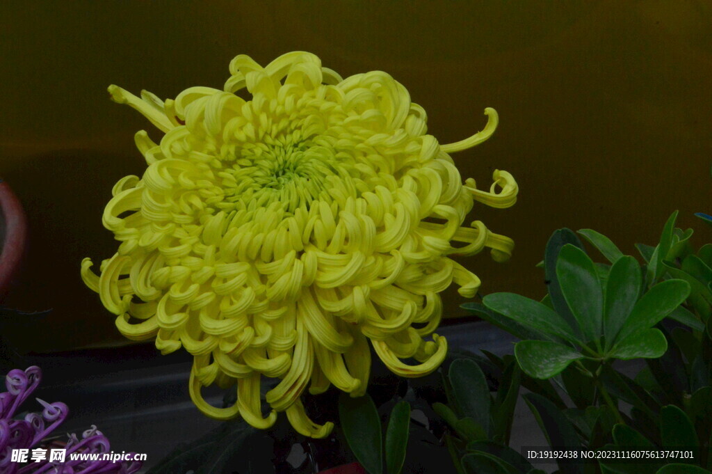 菊花