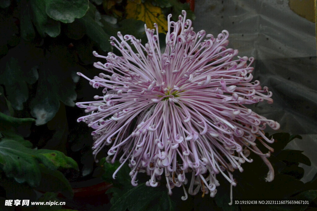 菊花