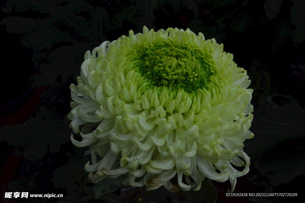 菊花 