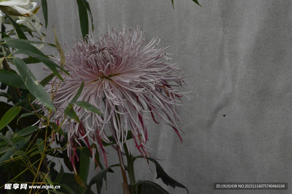 菊花 