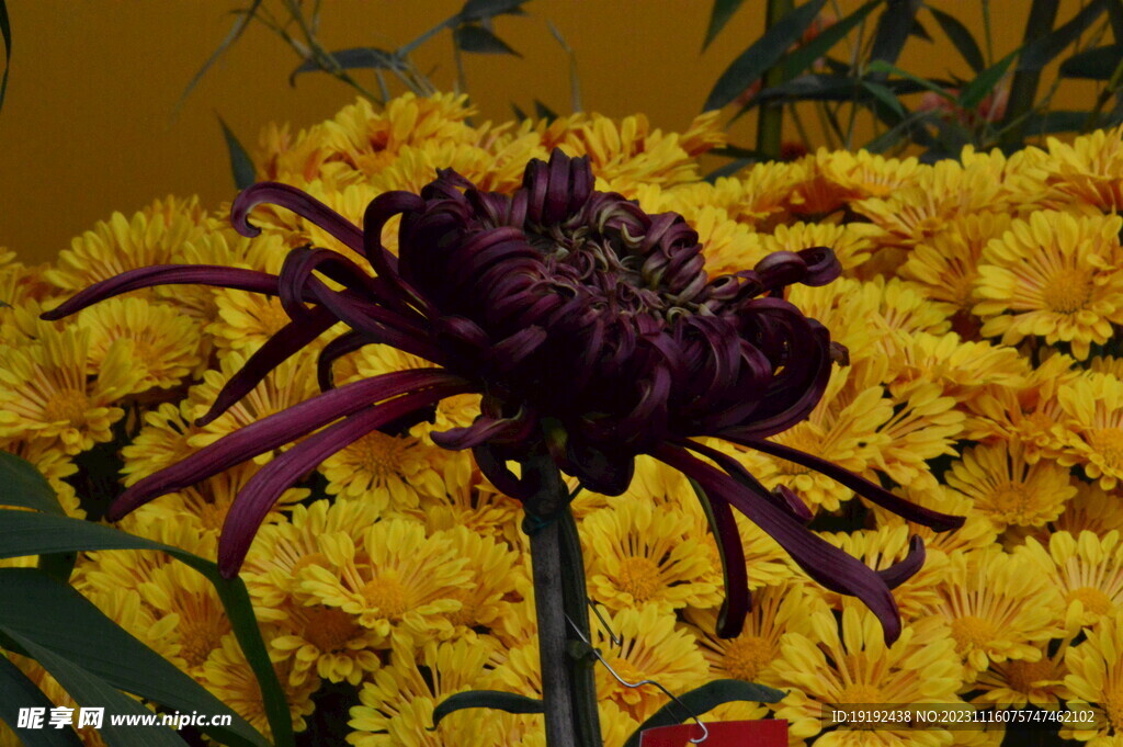 菊花 