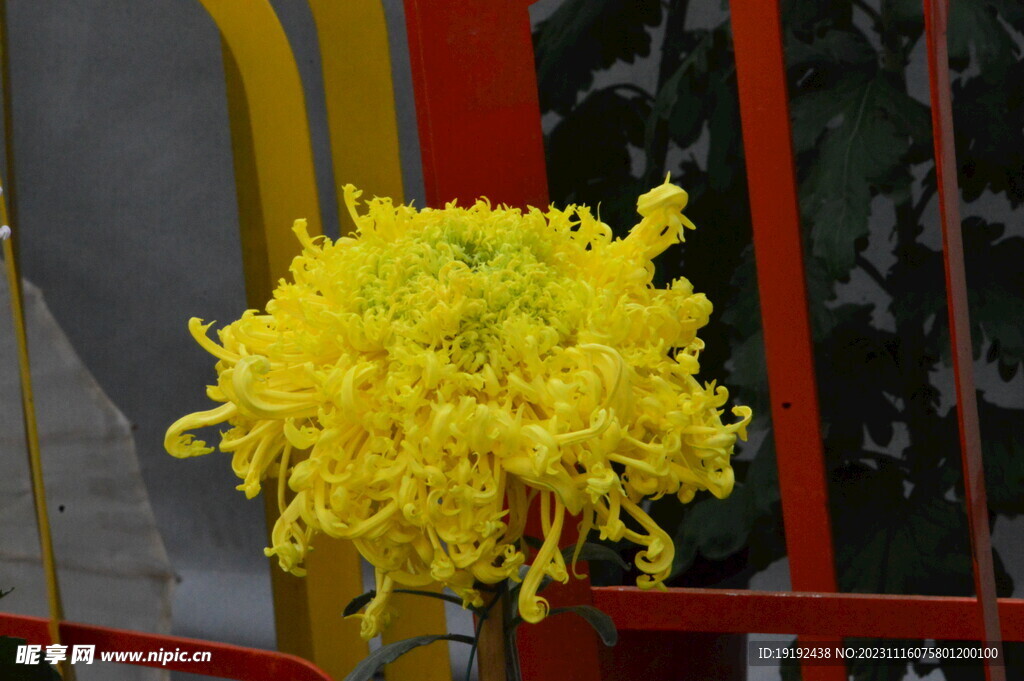 菊花
