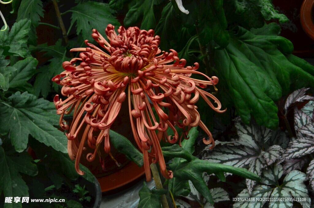 菊花