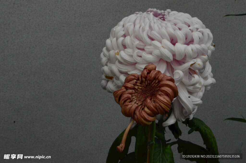 菊花