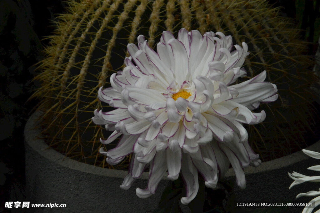 菊花 