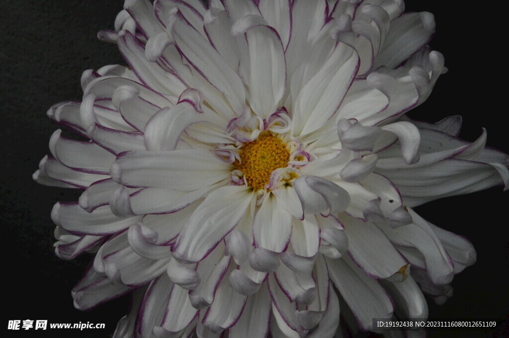 菊花