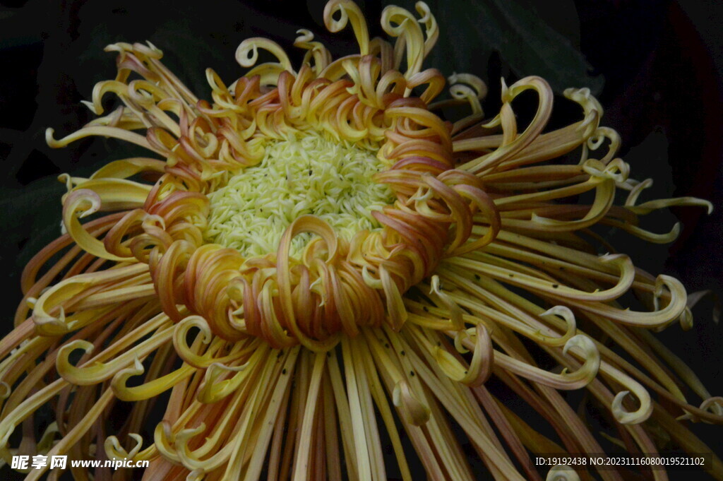 菊花 