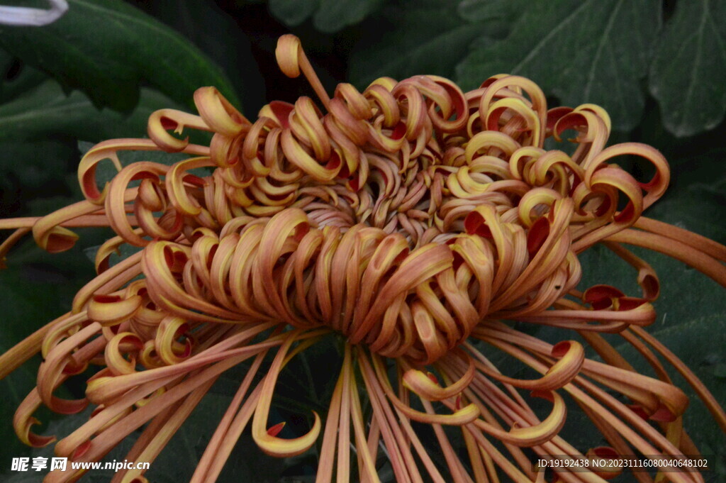 菊花 