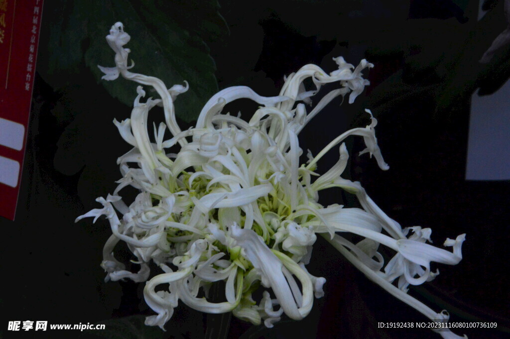 菊花