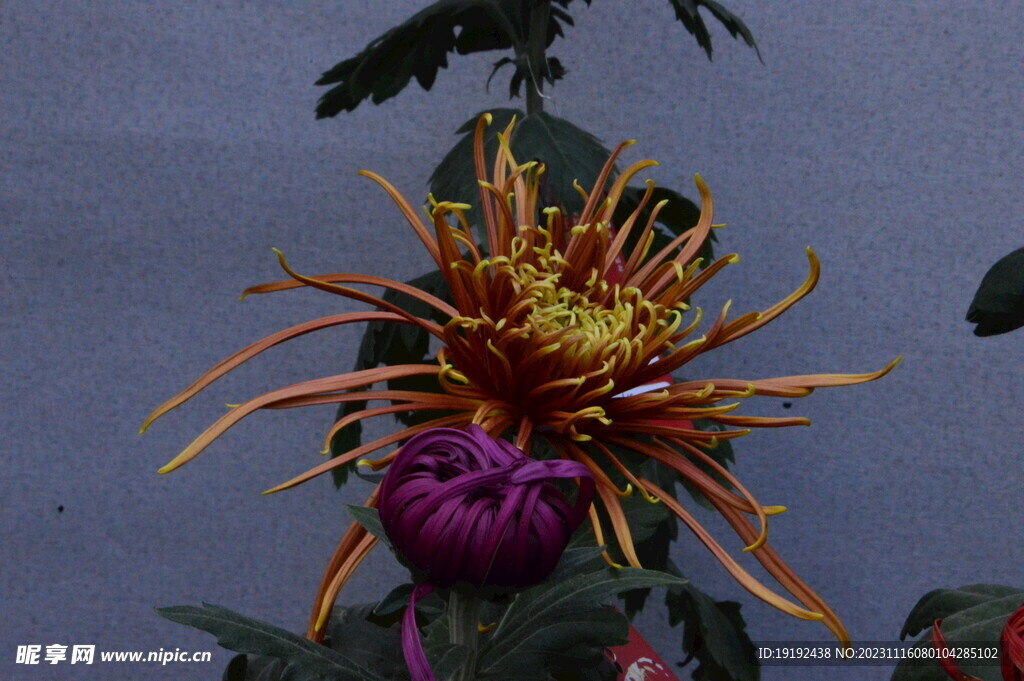 菊花