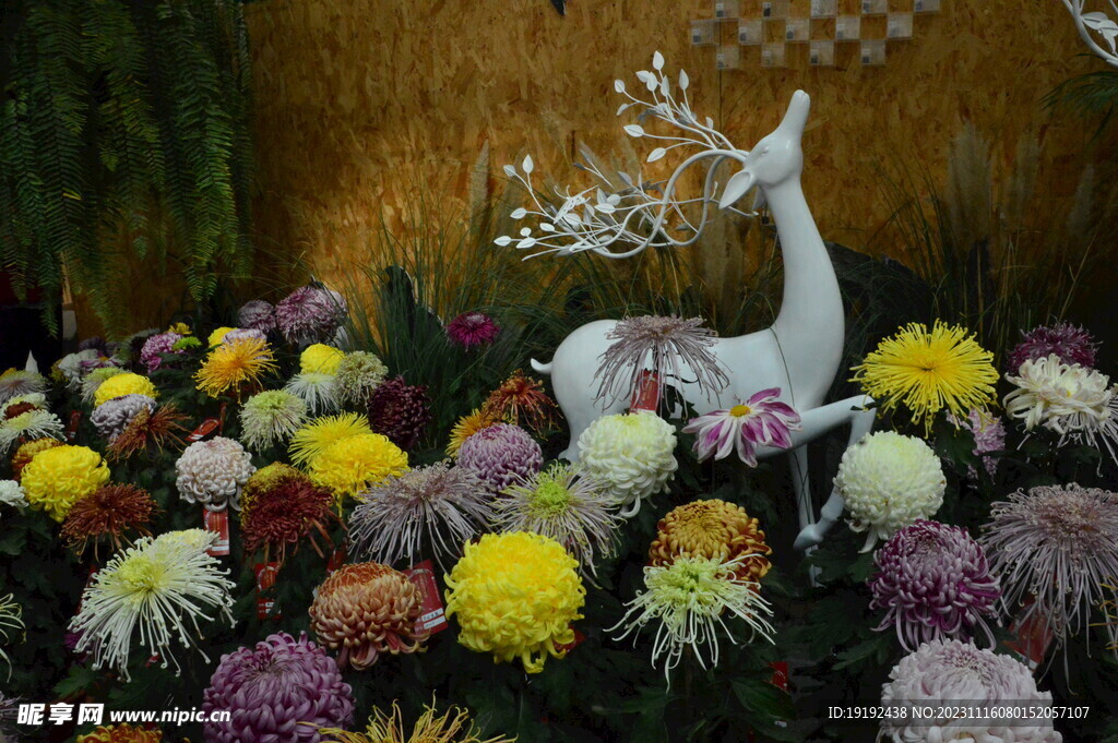 菊花