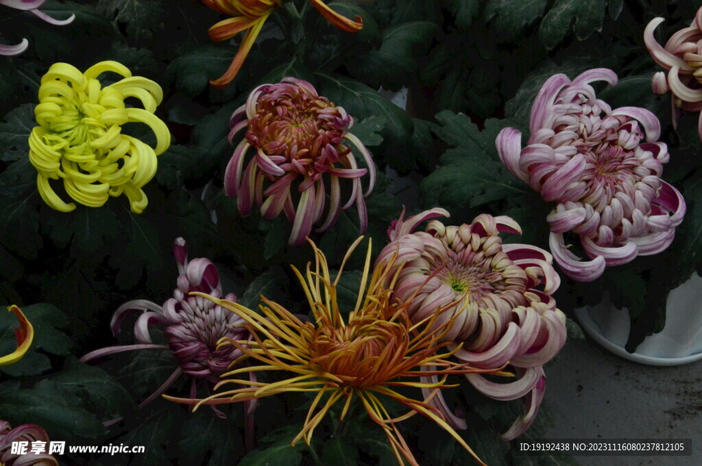 菊花