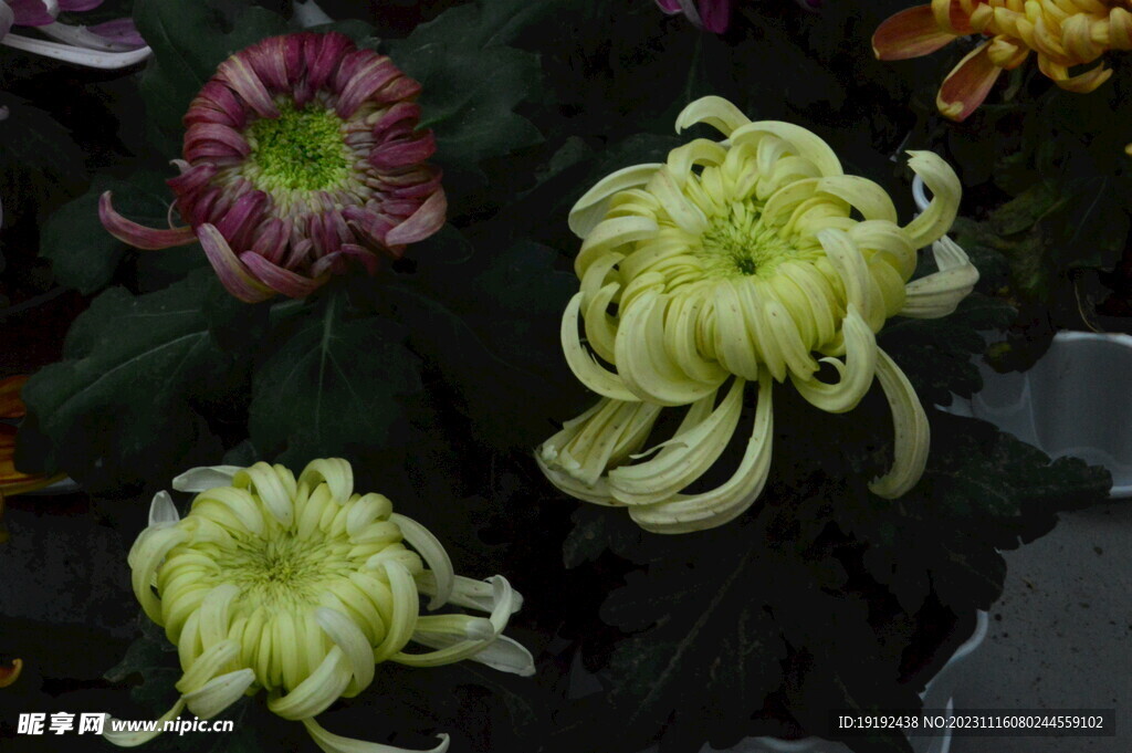 菊花