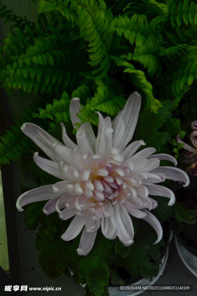 菊花 