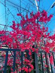 花花草草