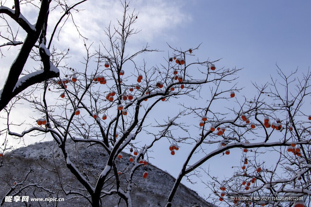 雪后的柿子
