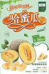 哈蜜瓜