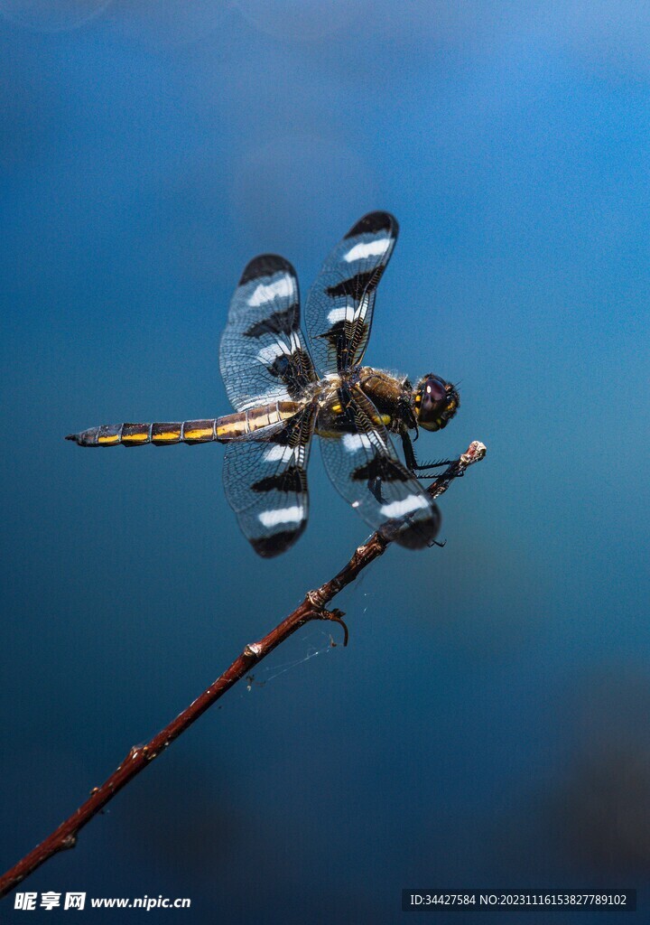 蜻蜓