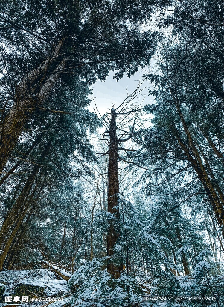 雪中树林