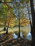 池杉林 