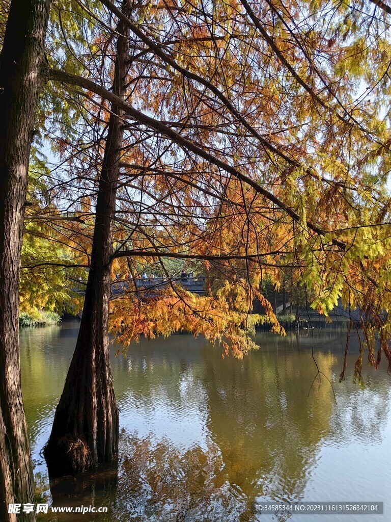 水杉