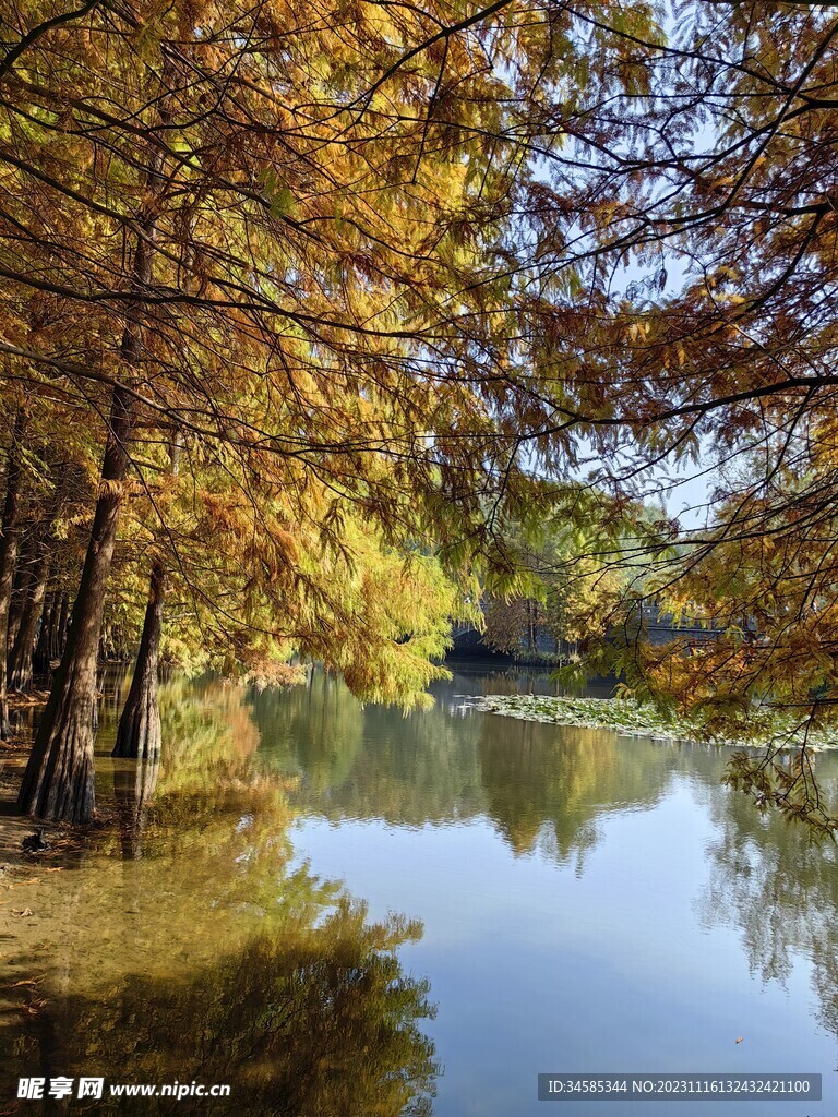 池杉林