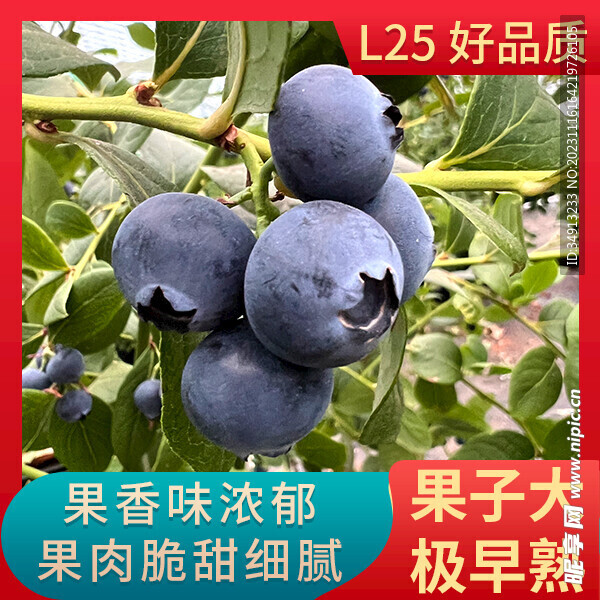 L25淘宝蓝莓主图