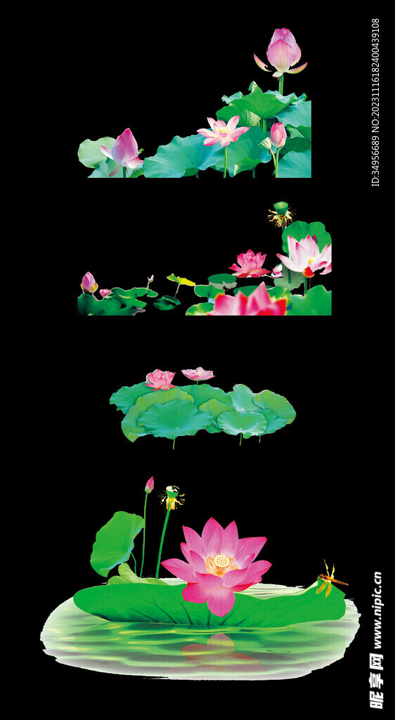 荷花